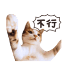Mila Kitten（個別スタンプ：2）