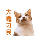 Mila Kitten（個別スタンプ：3）
