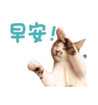 Mila Kitten（個別スタンプ：6）