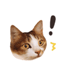 Mila Kitten（個別スタンプ：9）