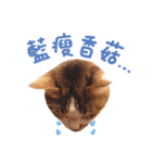Mila Kitten（個別スタンプ：10）