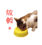 Mila Kitten（個別スタンプ：12）