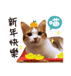 Mila Kitten（個別スタンプ：15）
