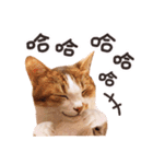 Mila Kitten（個別スタンプ：19）