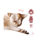 Mila Kitten（個別スタンプ：24）
