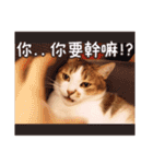 Mila Kitten（個別スタンプ：25）