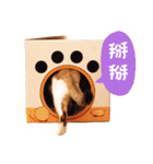 Mila Kitten（個別スタンプ：27）