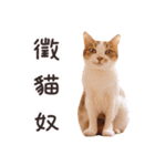 Mila Kitten（個別スタンプ：28）