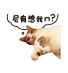 Mila Kitten（個別スタンプ：30）