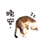 Mila Kitten（個別スタンプ：31）