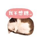 Mila Kitten（個別スタンプ：32）