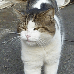 [LINEスタンプ] 街猫ダンちゃんの独白の画像（メイン）