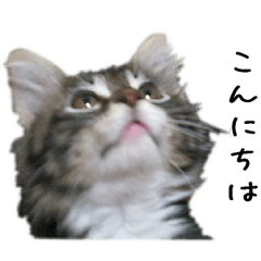 [LINEスタンプ] 子猫【メインクーン】の画像（メイン）