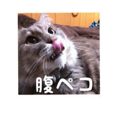 [LINEスタンプ] 男前猫しずみくん2