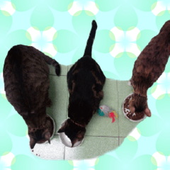 [LINEスタンプ] Three Cats Club~