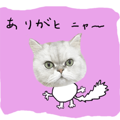 [LINEスタンプ] 肉まん顔のペルシャ猫リキ