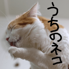 [LINEスタンプ] 猫が代わりにお伝え その2