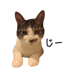 [LINEスタンプ] クゥとふく