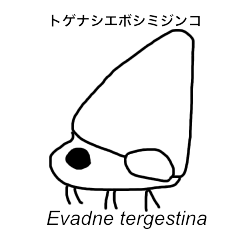 [LINEスタンプ] エボシミジンコとなかまたち