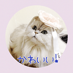 [LINEスタンプ] オシャレなペルシャ猫リキ