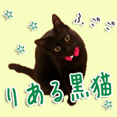 [LINEスタンプ] 実写版 黒猫にゃん太郎