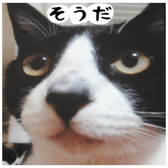 [LINEスタンプ] 日本猫の銀ちゃん 写真バージョン2