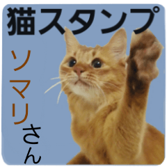 [LINEスタンプ] ねこスタンプ ソマリさん。