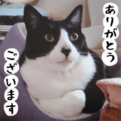 [LINEスタンプ] 日本猫 銀ちゃんピーちゃん写真バージョン1