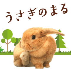 [LINEスタンプ] うさぎのまる