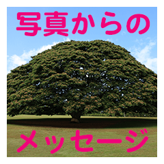 [LINEスタンプ] 綺麗な写真のメッセージ