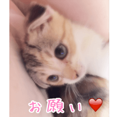 [LINEスタンプ] 三毛猫ももちゃん