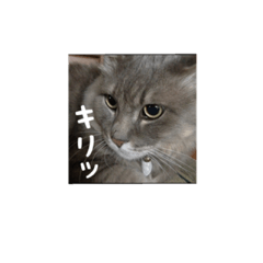 [LINEスタンプ] 男前猫しずみくん