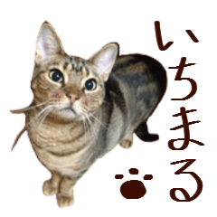 [LINEスタンプ] ねこのいちまるスタンプ