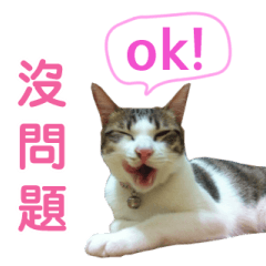 [LINEスタンプ] Real CAT.Chinese1