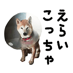 [LINEスタンプ] 関西弁の柴犬 空ちゃん