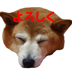 [LINEスタンプ] 日本 柴犬 19の画像（メイン）