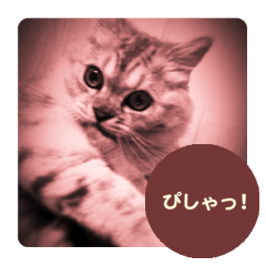 [LINEスタンプ] かわいい猫写真 2の画像（メイン）