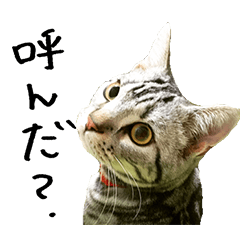 [LINEスタンプ] アメショのレオくん