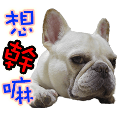 [LINEスタンプ] Frenchie in the house