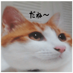 [LINEスタンプ] 日本猫の銀ちゃん 写真バージョン4の画像（メイン）