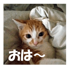 [LINEスタンプ] 猫の写真スタンプ ブギとハニー その②
