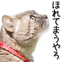 [LINEスタンプ] 関西弁リアル猫（写真）