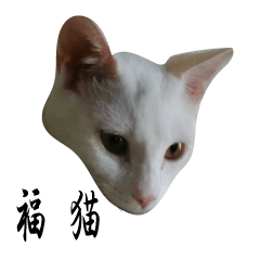 [LINEスタンプ] 福さんちの猫の画像（メイン）