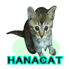 [LINEスタンプ] HANACAT STICKERの画像（メイン）