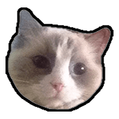 [LINEスタンプ] Lifes of cats