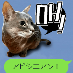 [LINEスタンプ] アビシニアンねこスタンプ