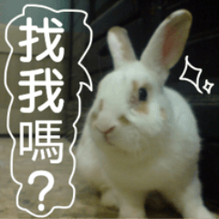 [LINEスタンプ] My name is rabbit.