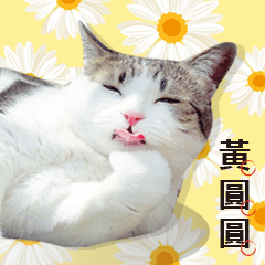 [LINEスタンプ] Cat sector spokesperson