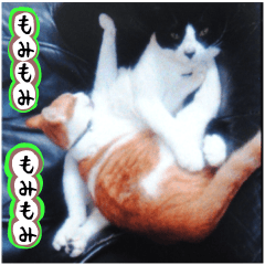[LINEスタンプ] 日本猫の銀ちゃん 写真バージョン3