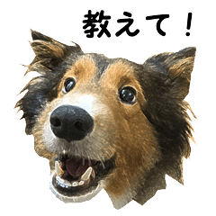 [LINEスタンプ] ウィルの日常